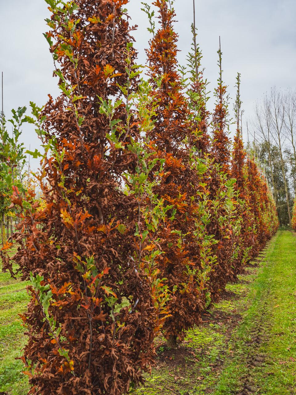 Quercus Bimundorum 'crimson Spire' - View 8 from www redcrocus com