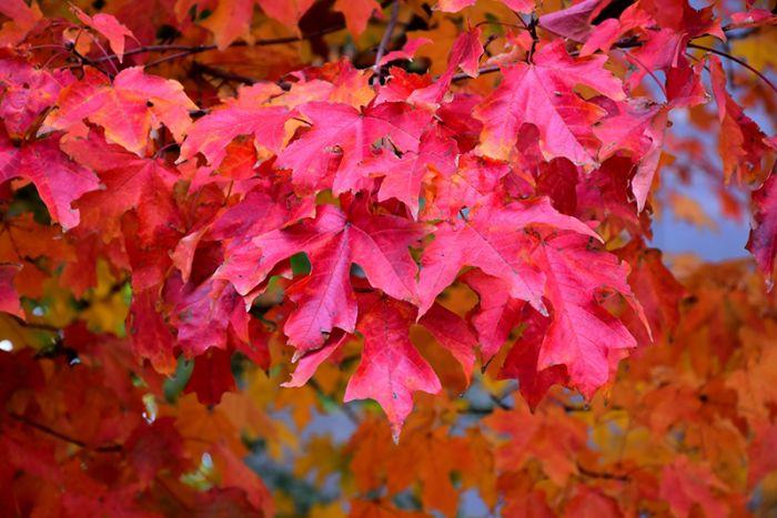 Acer Saccharum 'fall Fiesta' - View 10 from www redcrocus com