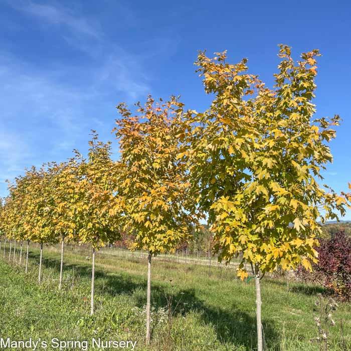 Acer Saccharum 'fall Fiesta' - View 12 from www redcrocus com