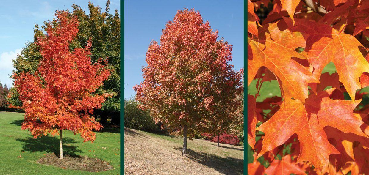 Acer Saccharum 'fall Fiesta' - View 13 from www redcrocus com