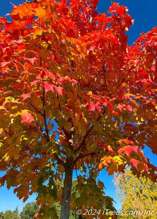 Acer Saccharum 'fall Fiesta' - View 16 from www redcrocus com