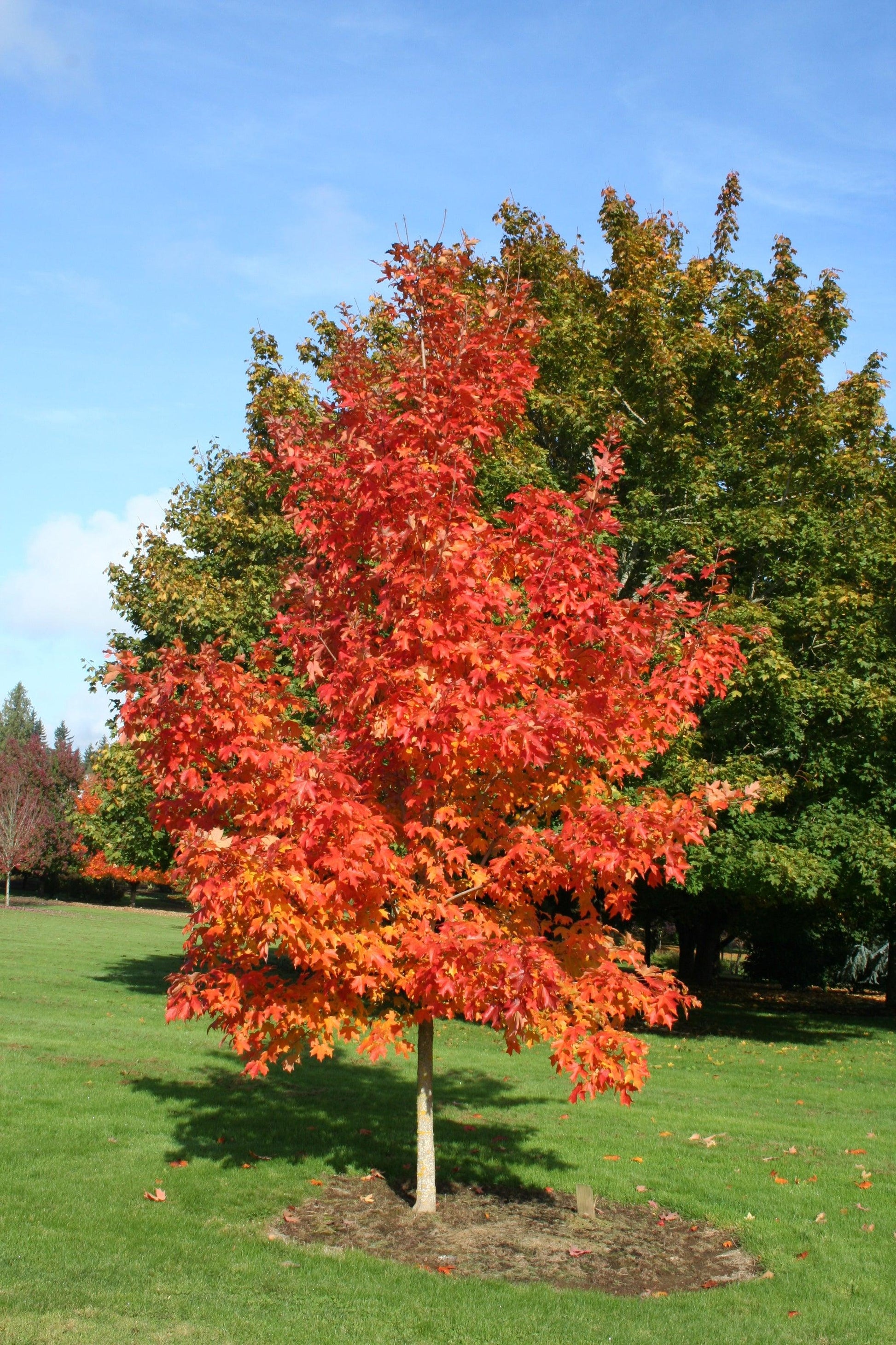 Acer Saccharum 'fall Fiesta' - View 18 from www redcrocus com
