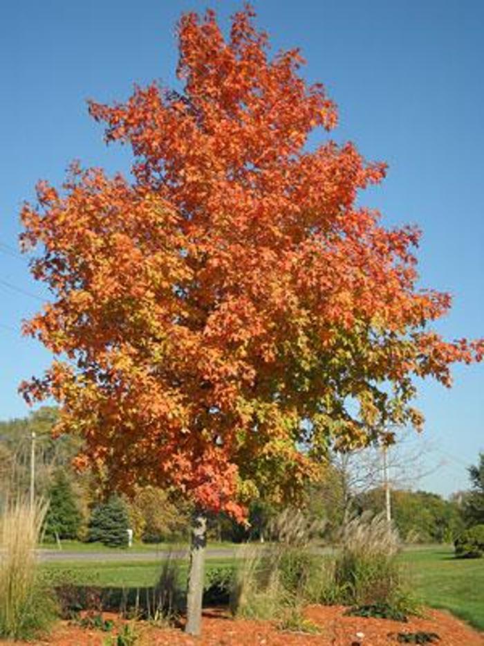 Acer Saccharum 'fall Fiesta' - View 19 from www redcrocus com