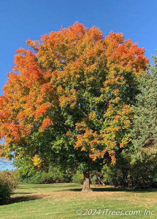 Acer Saccharum 'fall Fiesta' - View 24 from www redcrocus com
