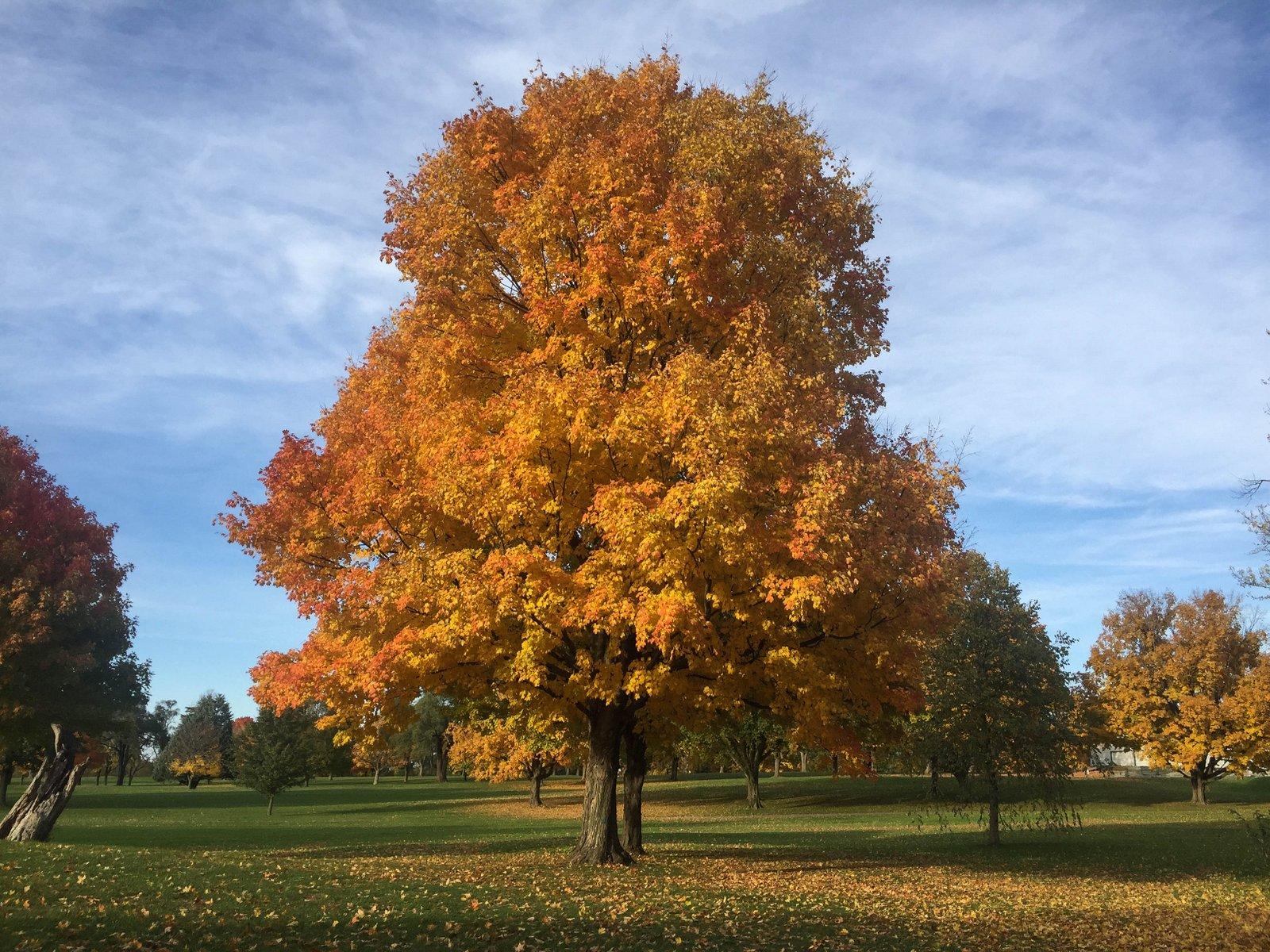 Acer Saccharum 'fall Fiesta' - View 28 from www redcrocus com