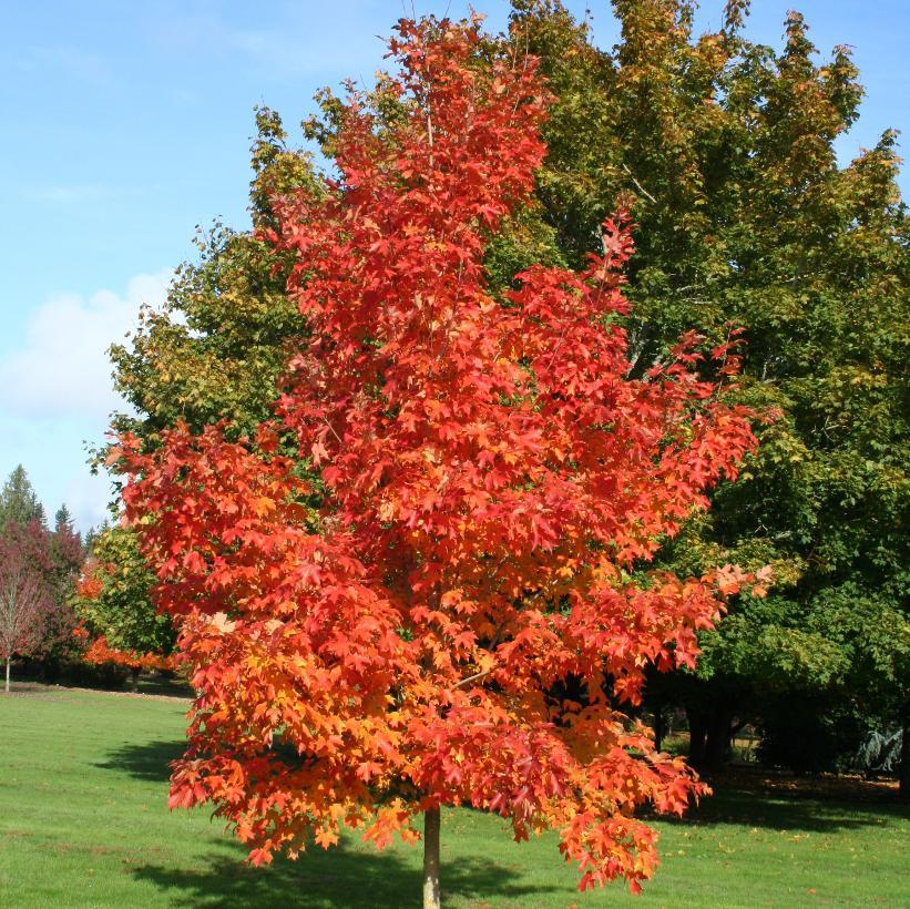 Acer Saccharum 'fall Fiesta' - View 2 from www redcrocus com