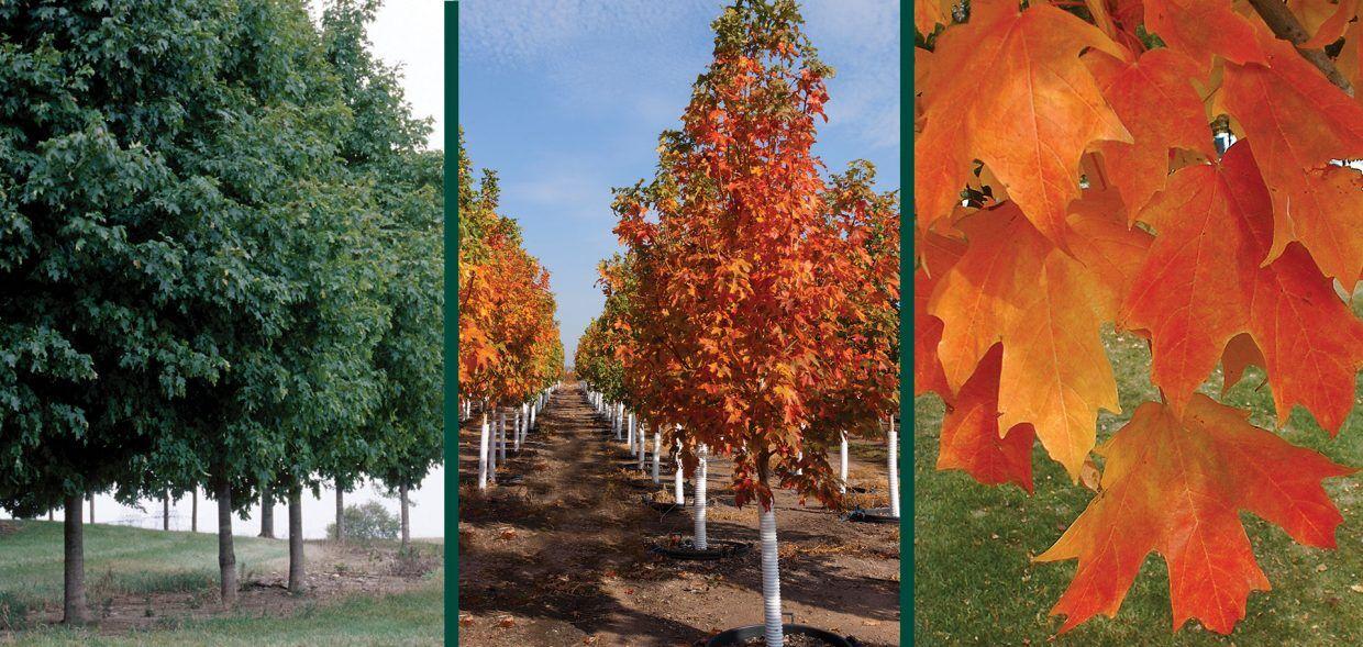 Acer Saccharum 'fall Fiesta' - View 32 from www redcrocus com