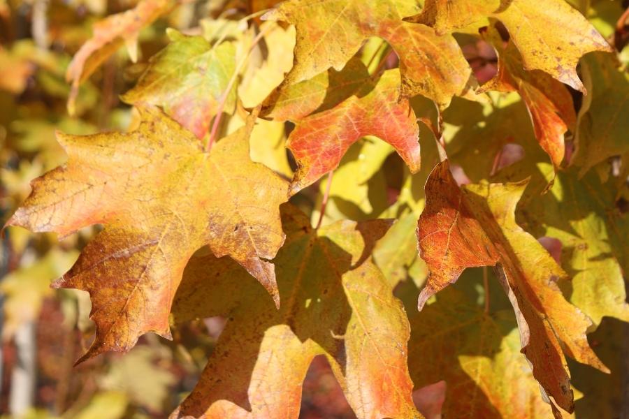 Acer Saccharum 'fall Fiesta' - View 37 from www redcrocus com
