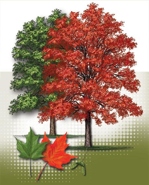 Acer Saccharum 'fall Fiesta' - View 38 from www redcrocus com