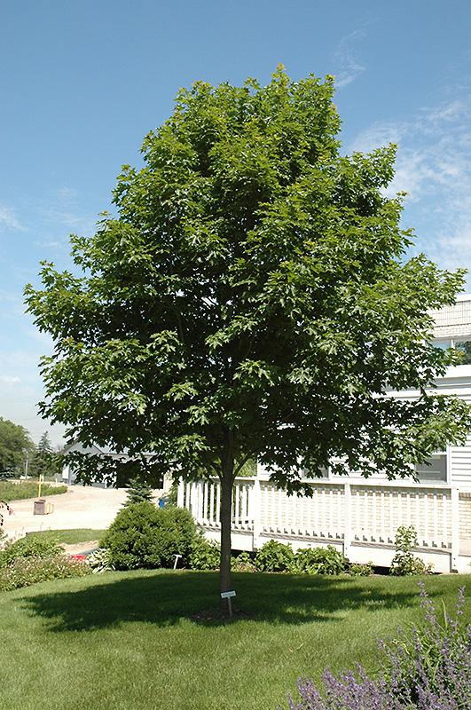 Acer Saccharum 'fall Fiesta' - View 39 from www redcrocus com
