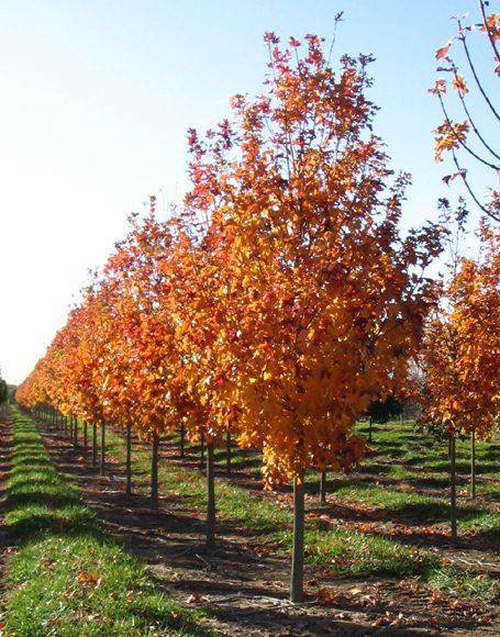 Acer Saccharum 'fall Fiesta' - View 40 from www redcrocus com