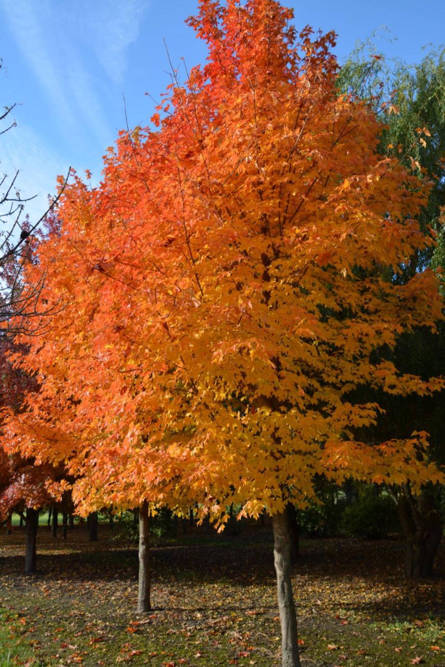Acer Saccharum 'fall Fiesta' - View 4 from www redcrocus com