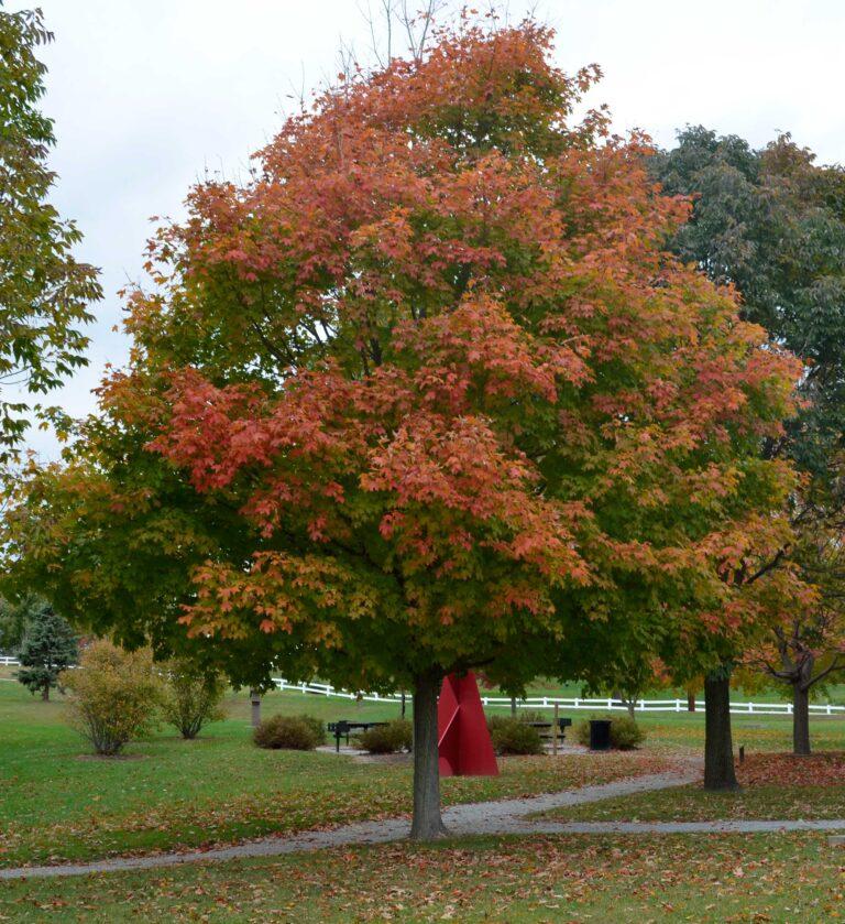 Acer Saccharum 'fall Fiesta' - View 7 from www redcrocus com