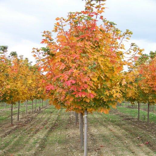 Acer Saccharum 'fall Fiesta' - View 8 from www redcrocus com