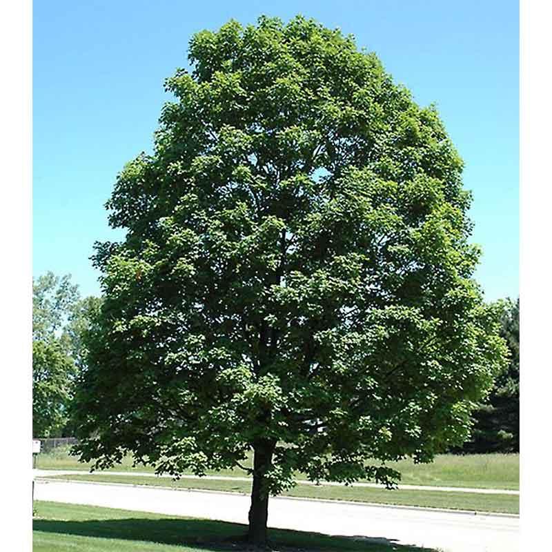 Acer Saccharum 'green Mountain' - View 10 from www redcrocus com