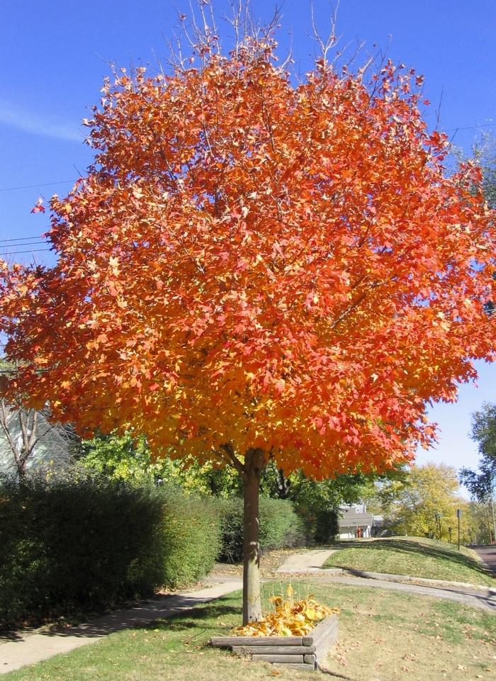 Acer Saccharum 'green Mountain' - View 12 from www redcrocus com