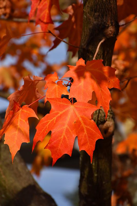 Acer Saccharum 'green Mountain' - View 13 from www redcrocus com