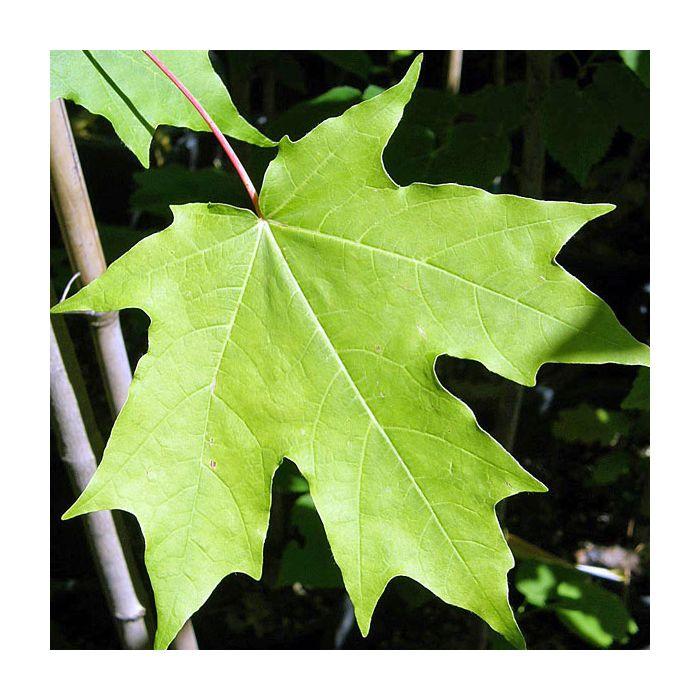 Acer Saccharum 'green Mountain' - View 16 from www redcrocus com