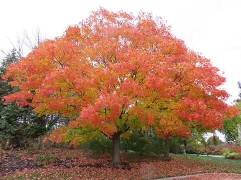 Acer Saccharum 'green Mountain' - View 18 from www redcrocus com