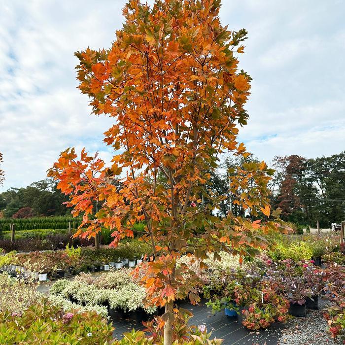 Acer Saccharum 'green Mountain' - View 19 from www redcrocus com