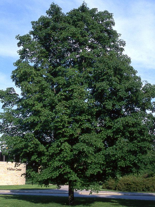 Acer Saccharum 'green Mountain' - View 1 from www redcrocus com