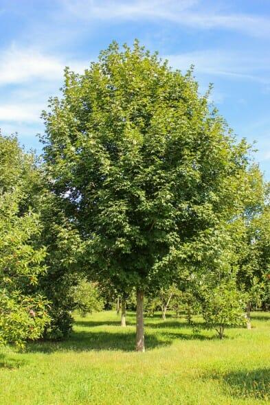 Acer Saccharum 'green Mountain' - View 21 from www redcrocus com