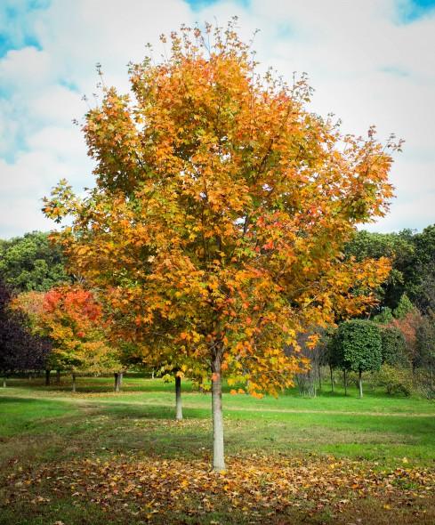 Acer Saccharum 'green Mountain' - View 22 from www redcrocus com