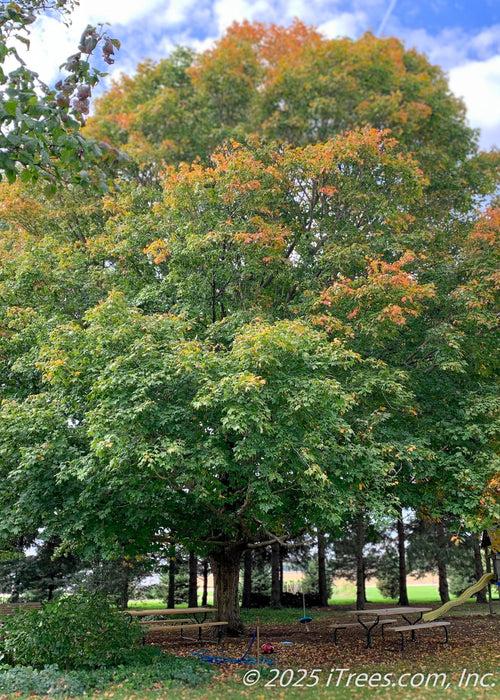 Acer Saccharum 'green Mountain' - View 23 from www redcrocus com