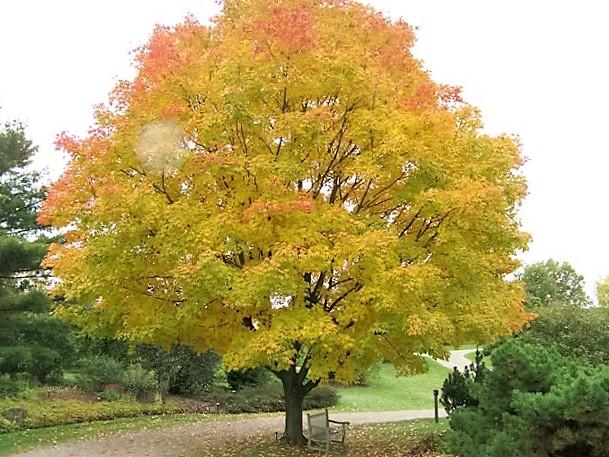 Acer Saccharum 'green Mountain' - View 24 from www redcrocus com