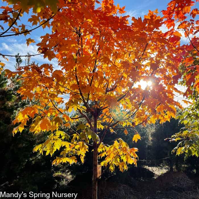 Acer Saccharum 'green Mountain' - View 25 from www redcrocus com
