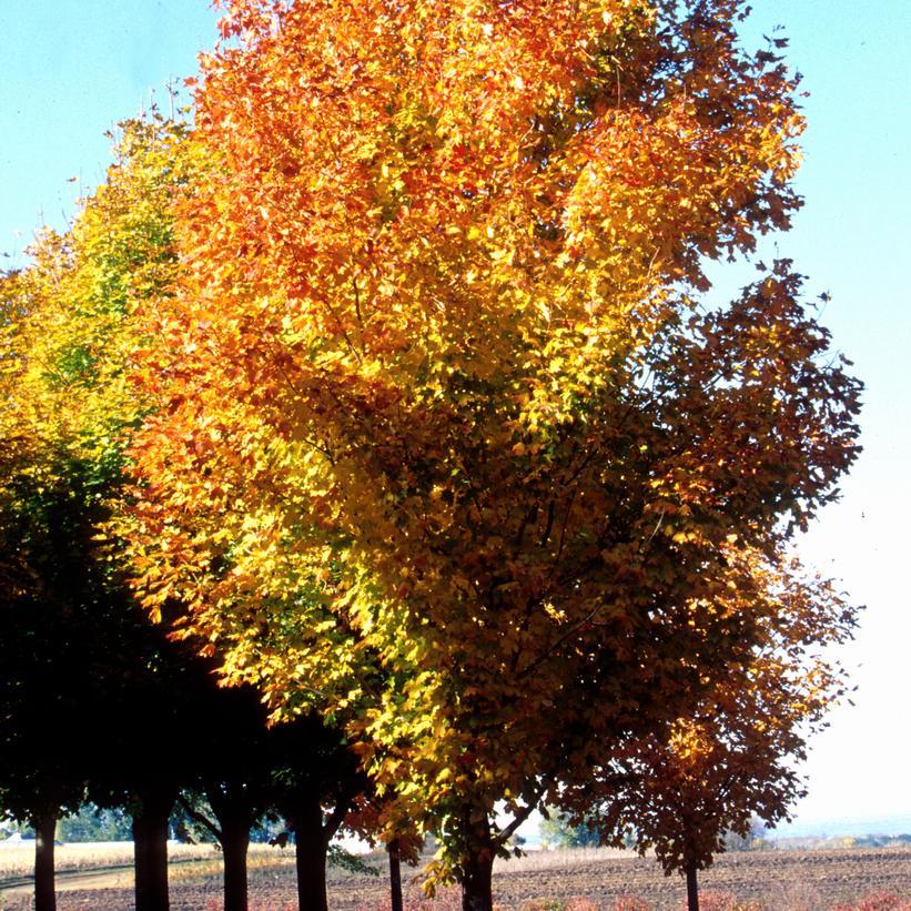 Acer Saccharum 'green Mountain' - View 26 from www redcrocus com