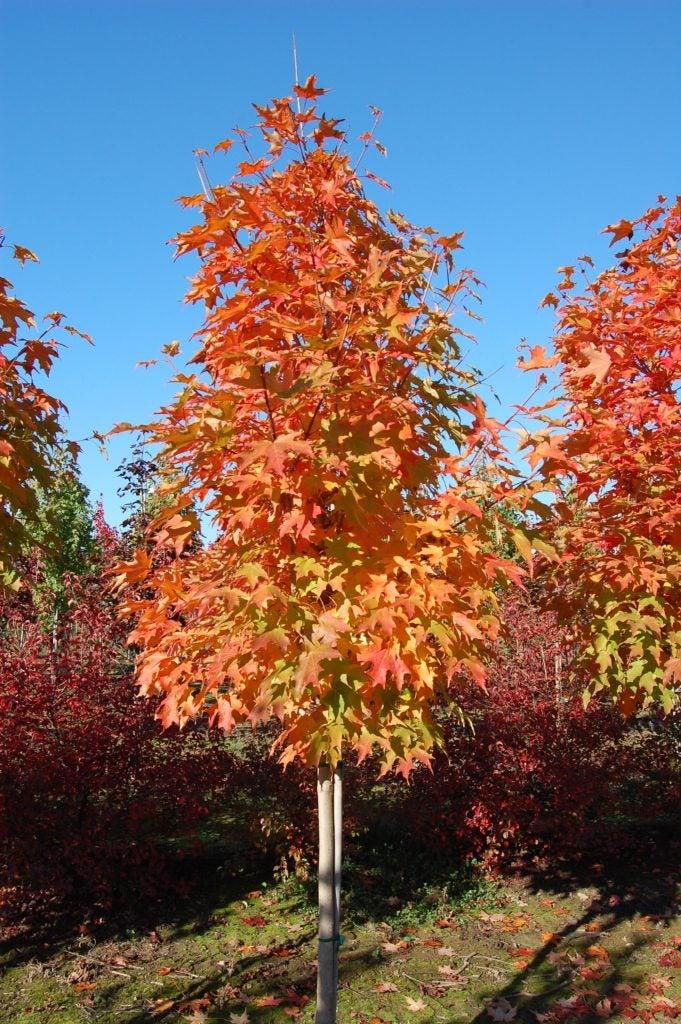 Acer Saccharum 'green Mountain' - View 27 from www redcrocus com