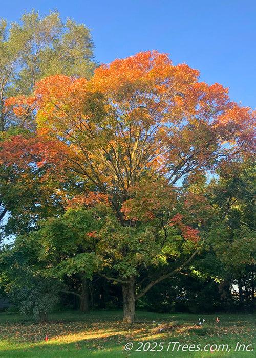 Acer Saccharum 'green Mountain' - View 28 from www redcrocus com