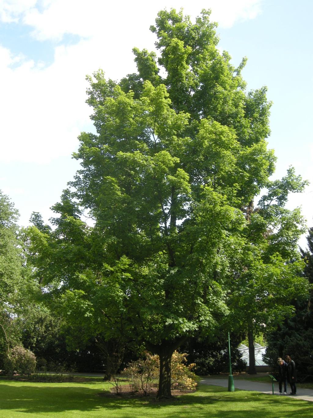 Acer Saccharum 'green Mountain' - View 5 from www redcrocus com