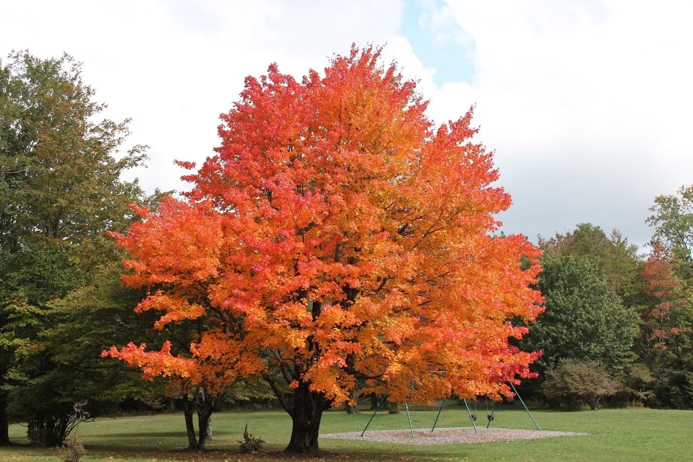 Acer Saccharum 'green Mountain' - View 7 from www redcrocus com