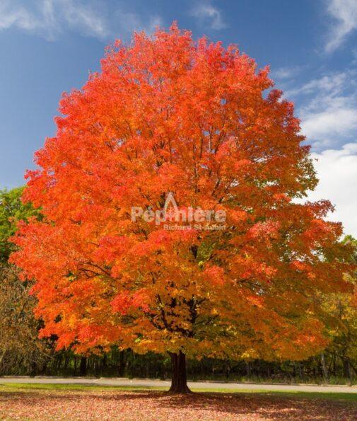 Acer Saccharum 'green Mountain' - View 8 from www redcrocus com