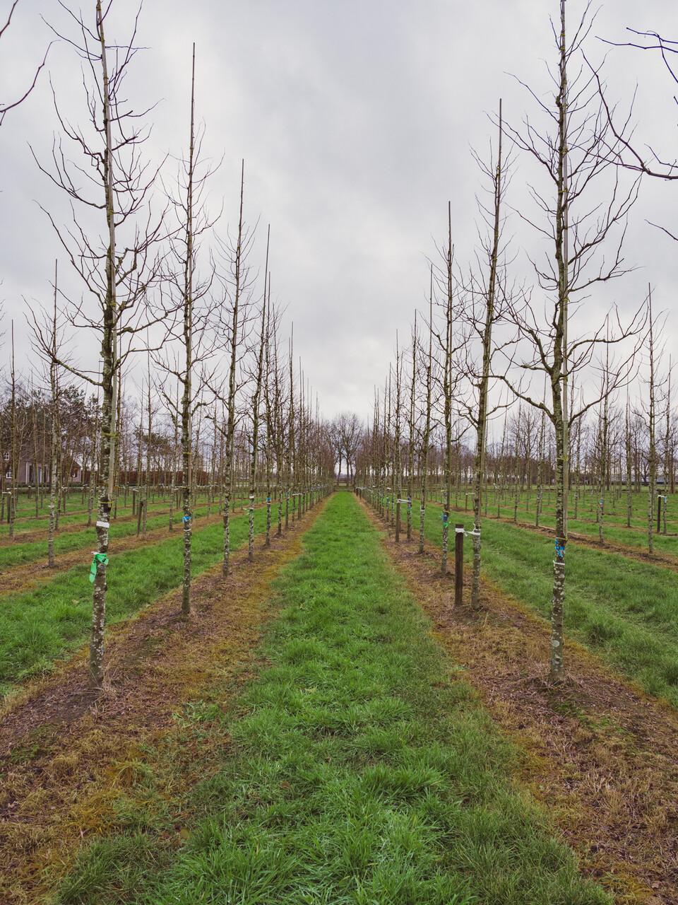 Gleditsia Triacanthos 'skyline' Single Stem - View 14 from www redcrocus com