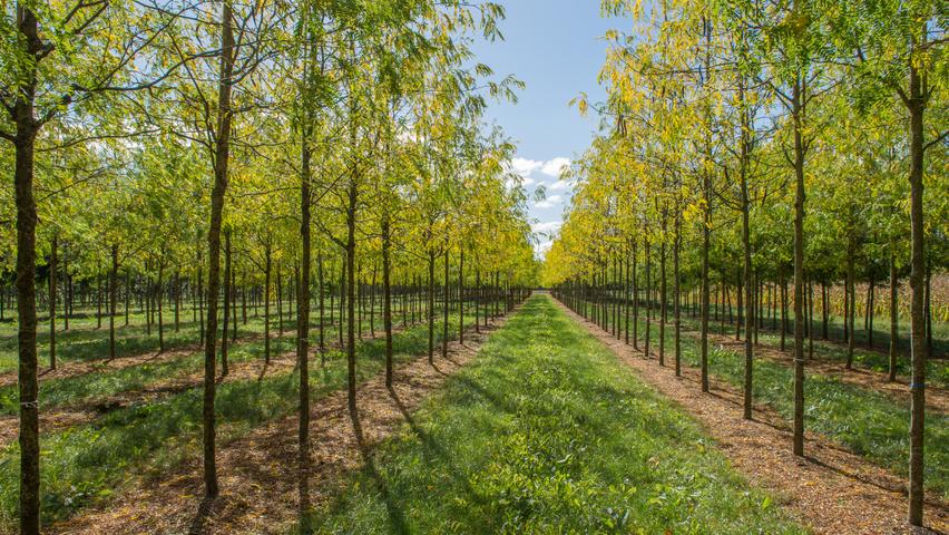 Gleditsia Triacanthos 'skyline' Single Stem - View 17 from www redcrocus com