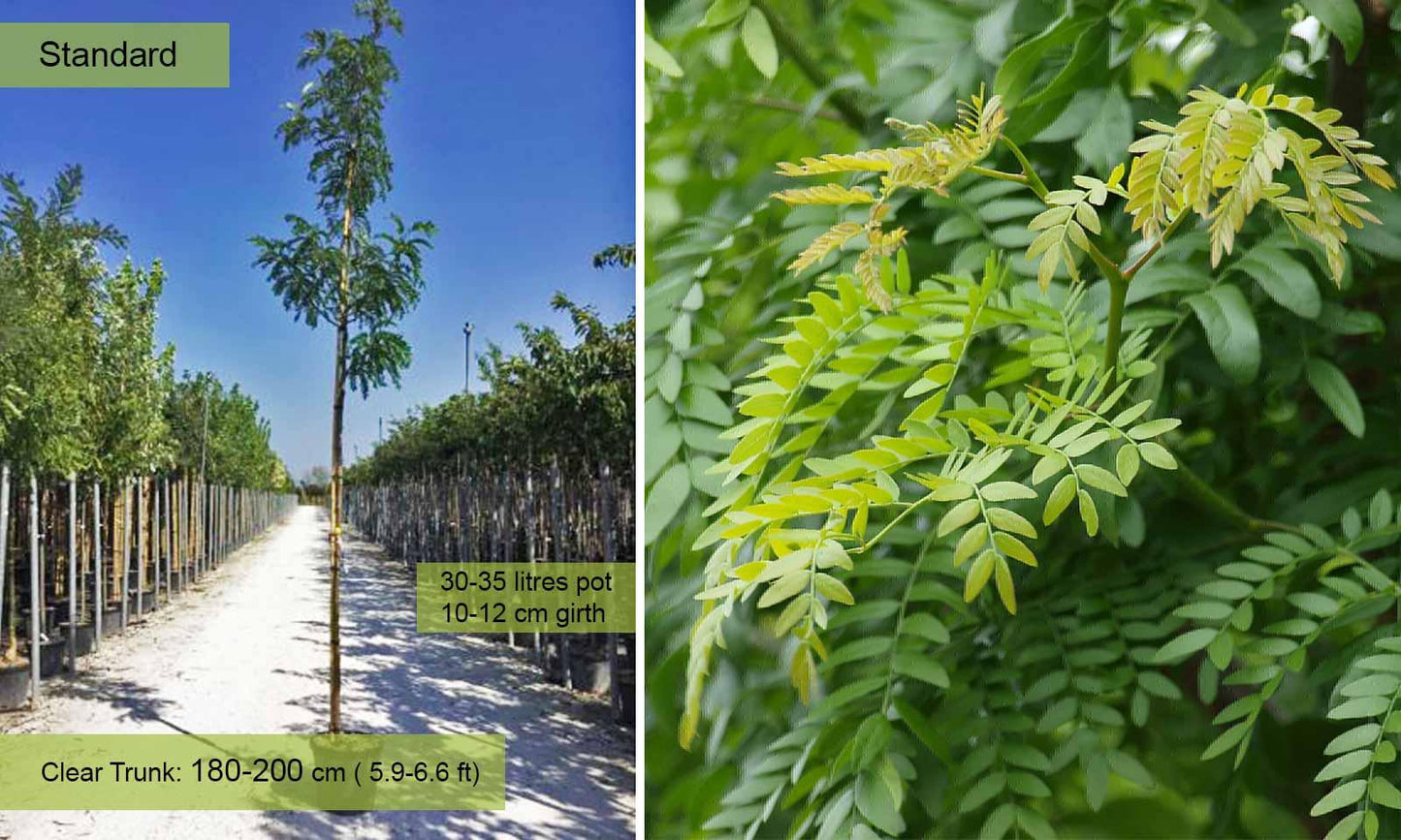 Gleditsia Triacanthos 'skyline' Single Stem - View 18 from www redcrocus com