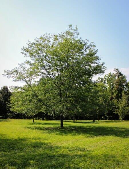 Gleditsia Triacanthos 'skyline' Single Stem - View 1 from www redcrocus com