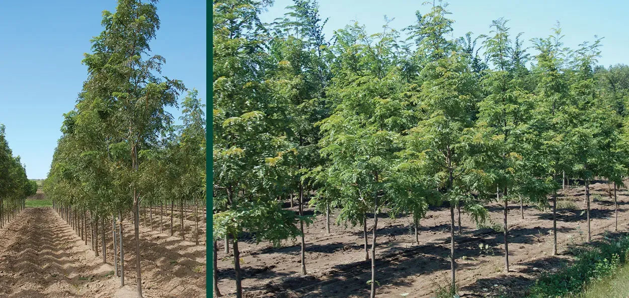 Gleditsia Triacanthos 'skyline' Single Stem - View 20 from www redcrocus com