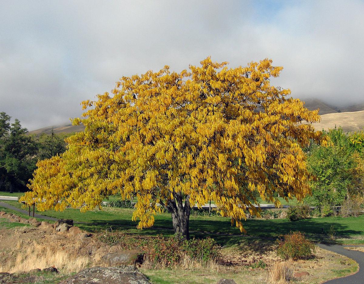 Gleditsia Triacanthos 'skyline' Single Stem - View 21 from www redcrocus com