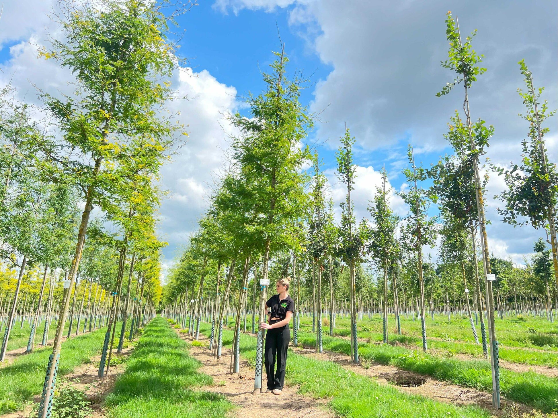 Gleditsia Triacanthos 'skyline' Single Stem - View 25 from www redcrocus com