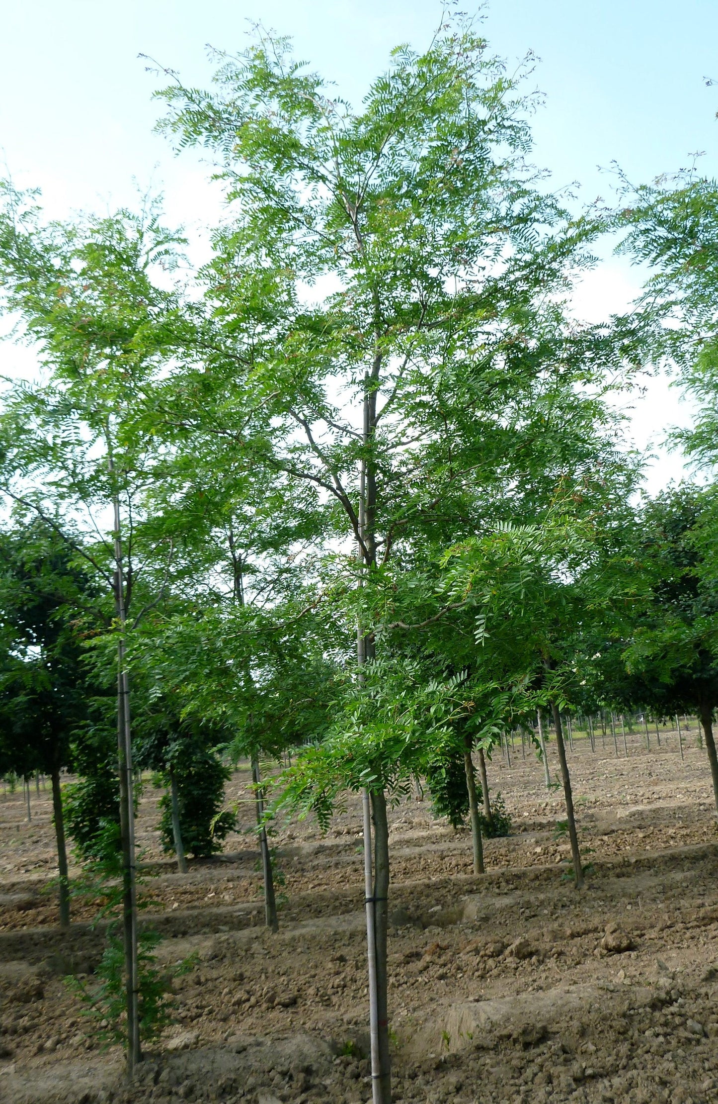 Gleditsia Triacanthos 'skyline' Single Stem - View 28 from www redcrocus com