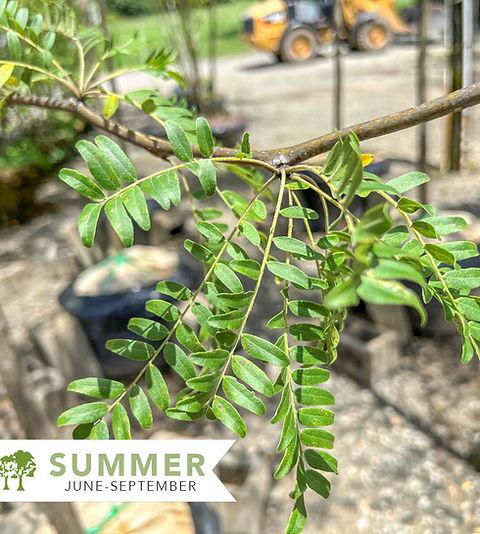 Gleditsia Triacanthos 'skyline' Single Stem - View 29 from www redcrocus com