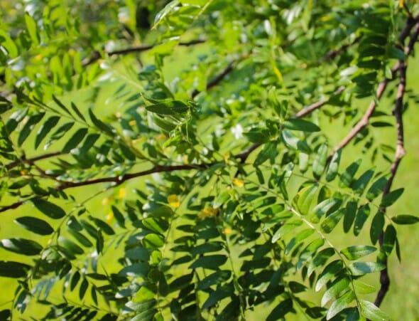 Gleditsia Triacanthos 'skyline' Single Stem - View 4 from www redcrocus com
