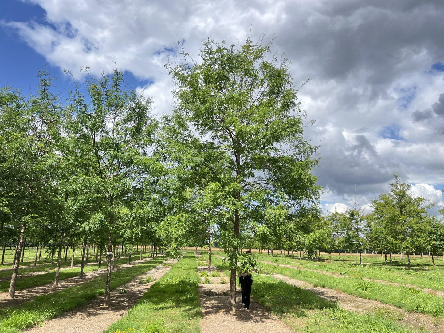 Gleditsia Triacanthos 'skyline' Single Stem - View 5 from www redcrocus com