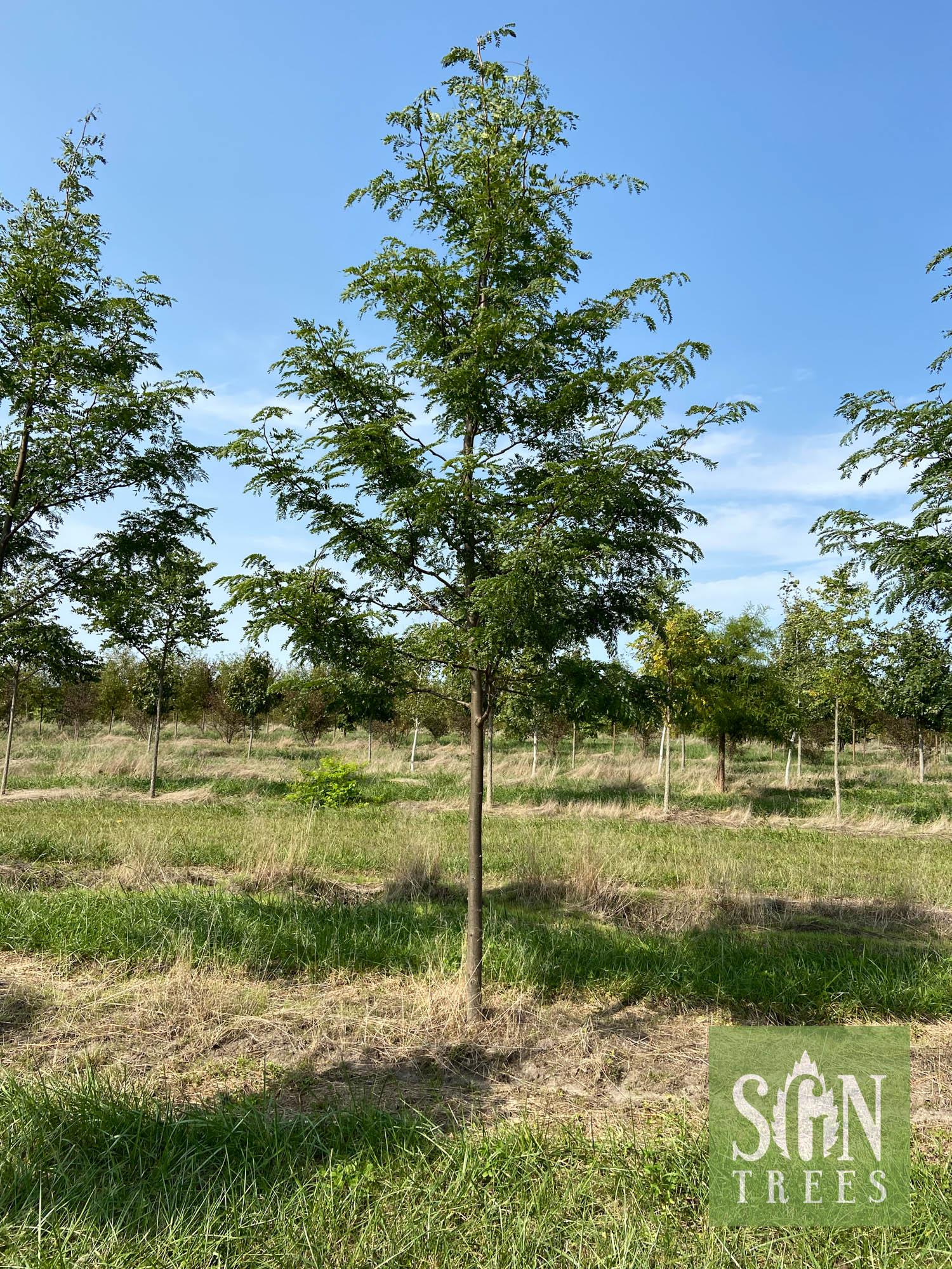 Gleditsia Triacanthos 'skyline' Single Stem - View 8 from www redcrocus com
