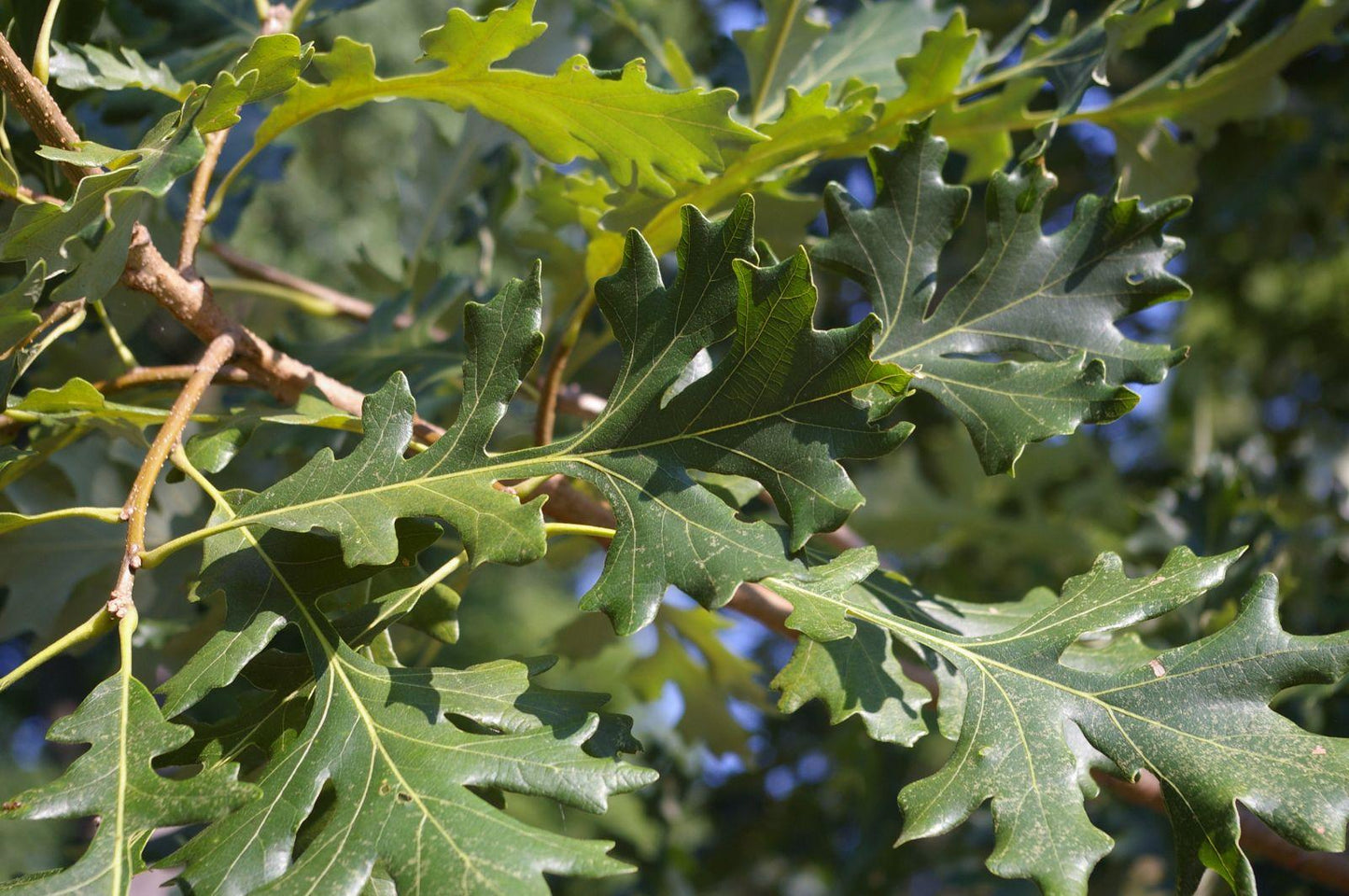 Quercus Macrocarpa Single Stem - View 11 from www redcrocus com