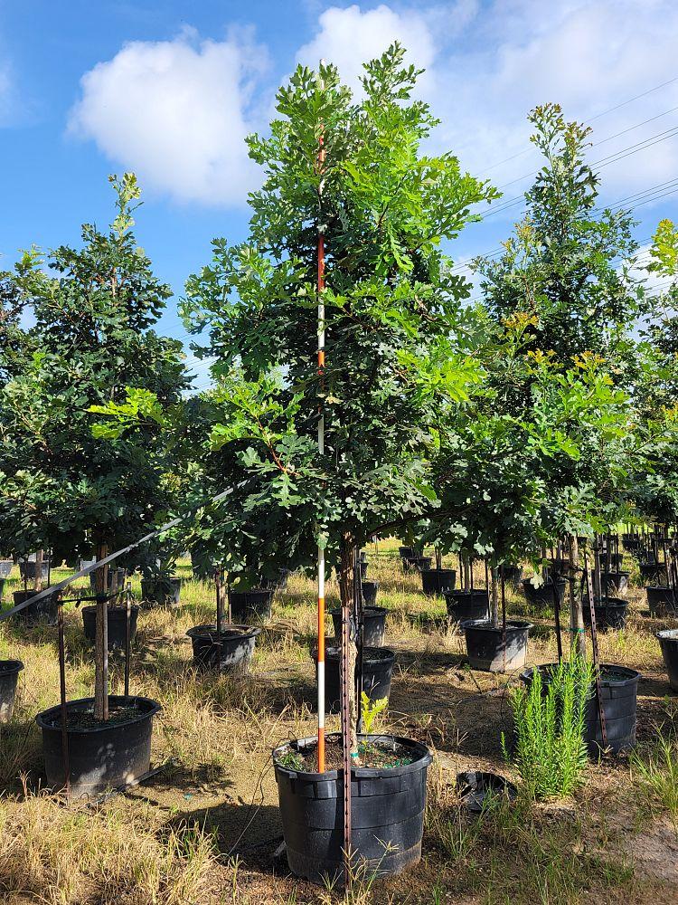 Quercus Macrocarpa Single Stem - View 12 from www redcrocus com